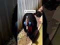 The sceriest bird sound in the world