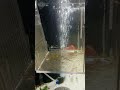 Red Wagtail Platy fry.#aquarium #babies