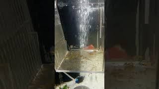 Red Wagtail Platy fry.#aquarium #babies