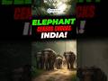 🌿 Elephant Census 2025 Explained! | India’s 22,446 Giants in Peril 🐘