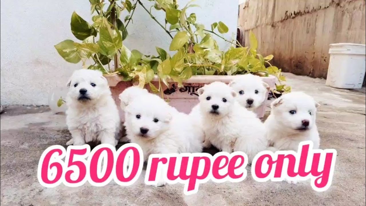 Pomeranian puppies for salesold out vijayawadadog market in