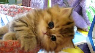 Cute Persian kitten, Intrepid  07.30.11