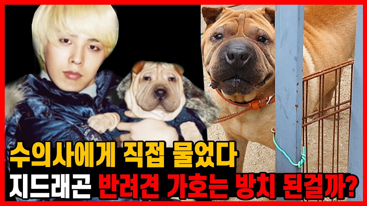 G Dragon 動物虐待はおかしな話 韓国の獣医師が証言 Danmee ダンミ