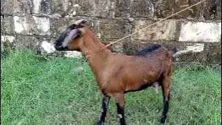 voice goat real || suara kambing kacang asli