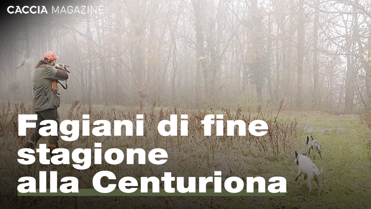 Fagiani di fine stagione alla Centuriona - Caccia con i cani da ferma
