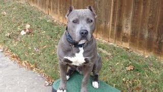 Diesel  Blue Nose Pit Bull  Oklahoma Dog Training