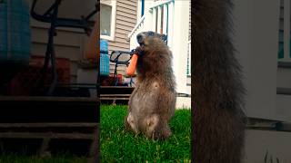 Mr. Sparkle Says You Will Laugh In SHIFTS At This Dad Joke 🥕🐾 #groundhog #funny #lol #cute #adorable