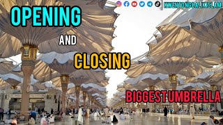 Gunnies world record big umbrellas in Madina #madina #umbrella