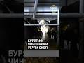 Бурятия: Как чиновники «похоронили» фермеров. Ящур, ложь и миллионные махинации