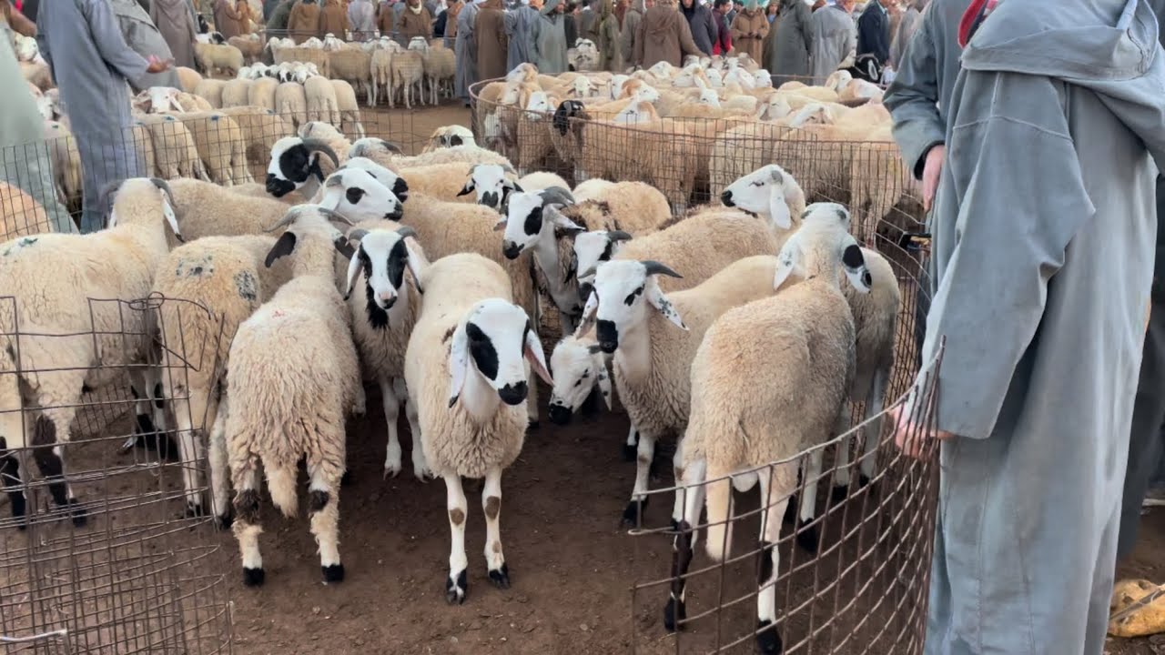 دخول النعجة الولود بقوة اليوم إلى سوق السوقر  | أسعار المواشي اليوم من مدينة تيارت  #السوقر #