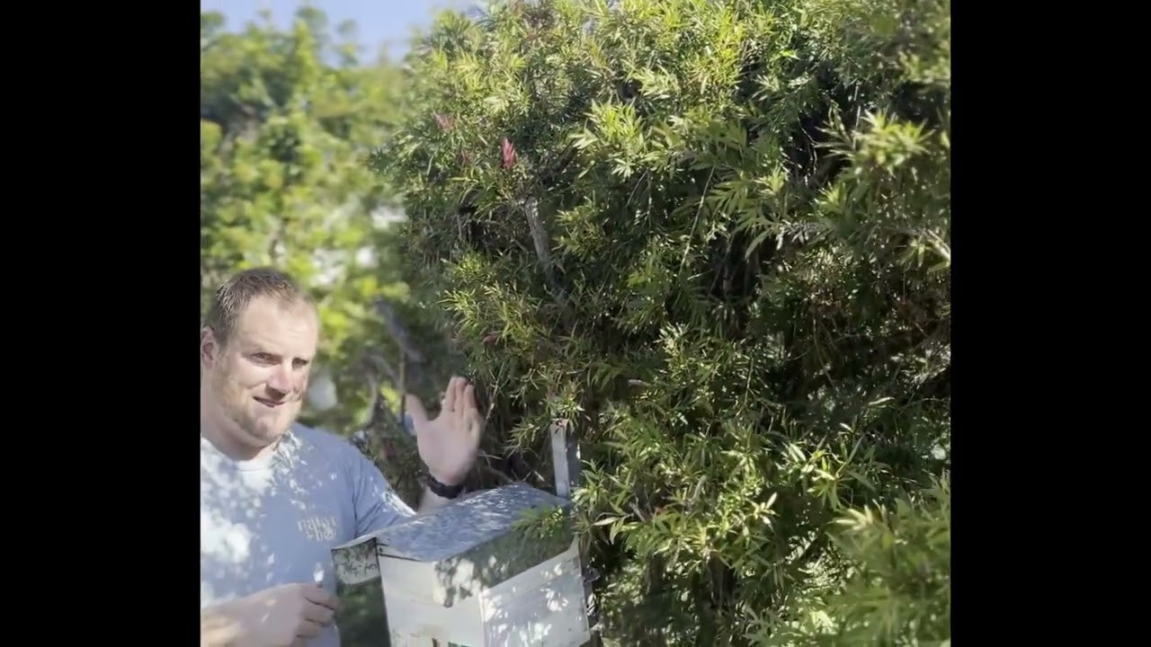 How to Position a Hive of Native Stingless Bees