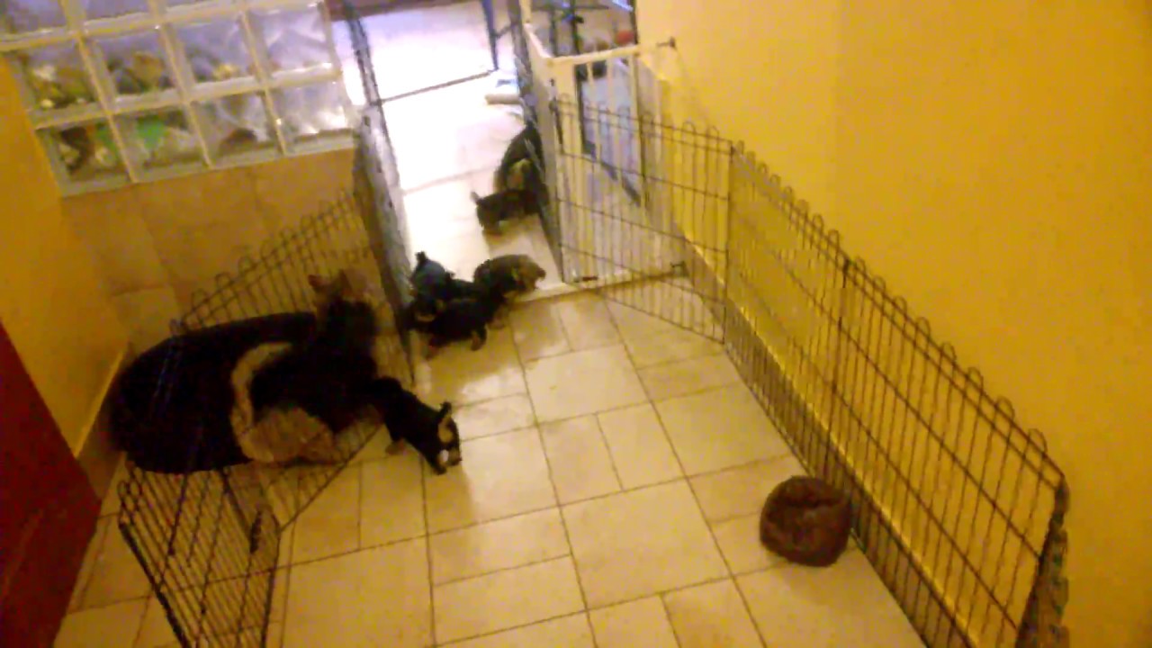 6 Norwich Terrier puppies Alta Carya FCI 2017 - 6 weeks old