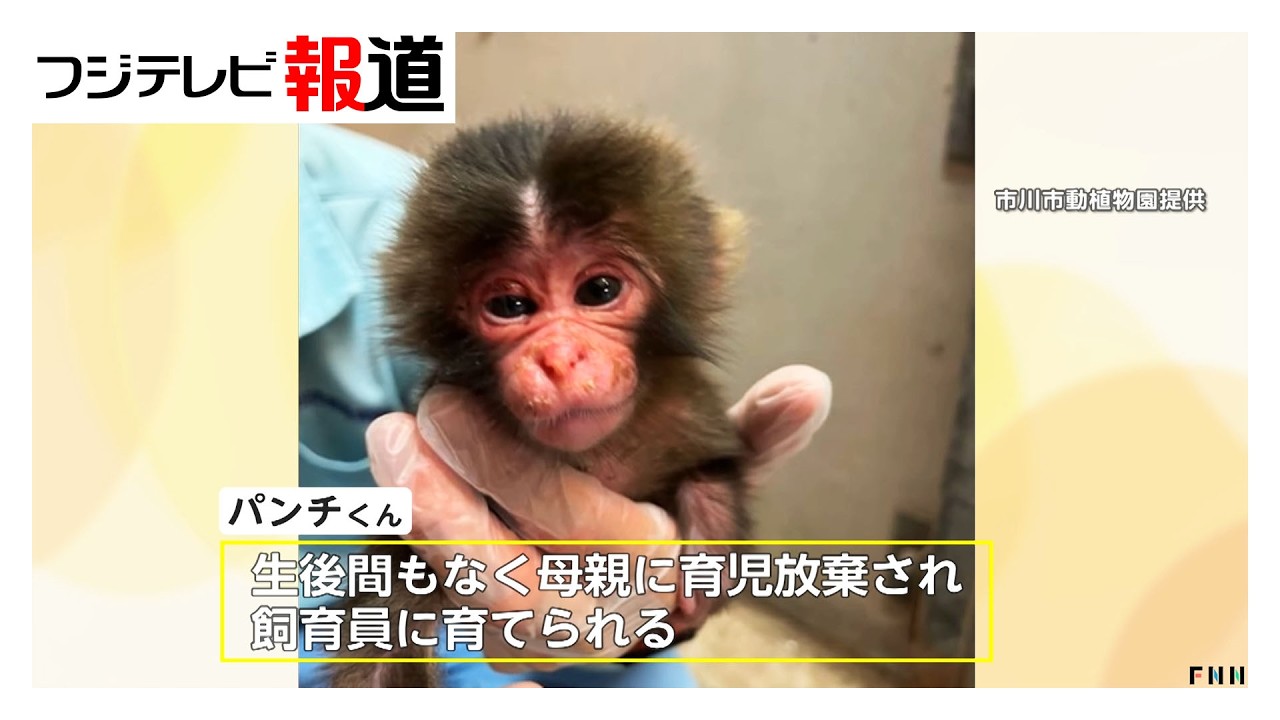 パンチくん人気の裏で“偽アカウント”被害拡大　飼育員装い実際の動画を無断使用、寄付金サイトへ誘導（2026年03月09日）