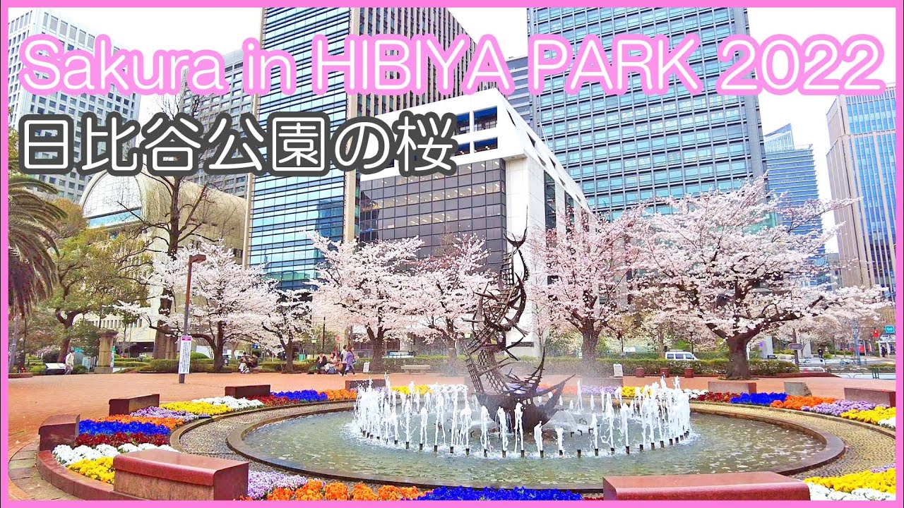 日比谷公園 桜 花見 Cherry blossoms in Hibiya Park 2022 - YouTube