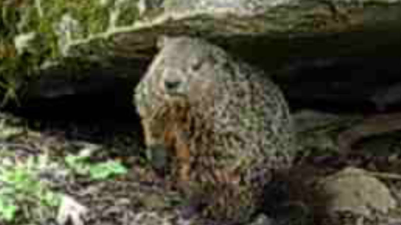 NATURE # SHORTS, How many Animals can live under the same Rock? - YouTube