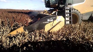 Kopper Kutter LLC  ARRO conversion on Claas corn head sorghum milo