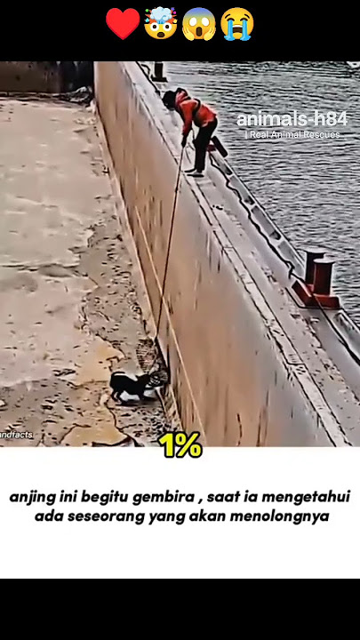 wowo look poor cat oftten whater #funny #anmals #trend #animals #cat #doge #cute#memes#love #doglife