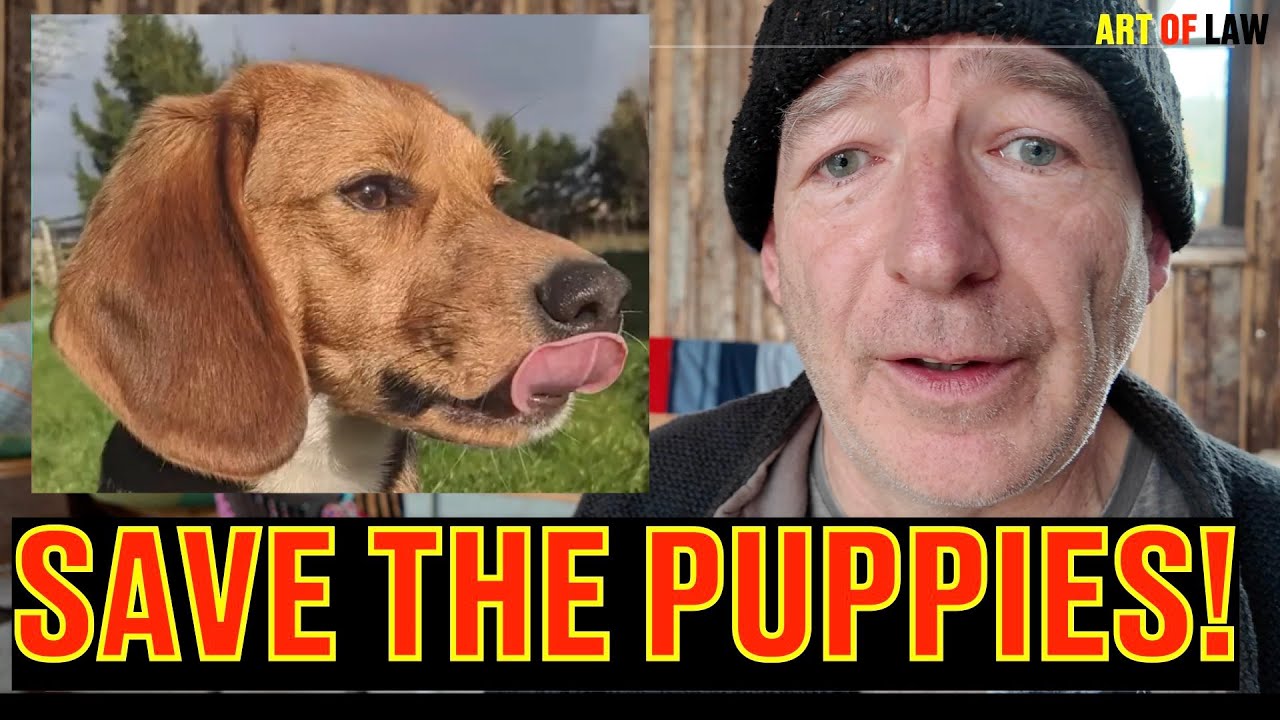 Как ВЫ можете помочь спасти щенков? И немного закона.
