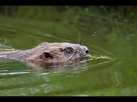 Video: Dokážou se rostliny pohybovat – Fascinující svět pohyblivých rostlin