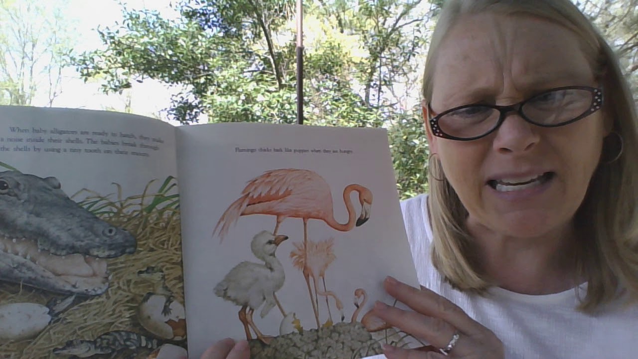 Animal Babies by Harry McNaught YouTube