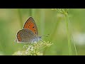 Le pr des papillons azurs du serpolet cuivrs mauvins et autres merveilles
