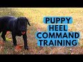 How to Teach a Puppy the HEEL Command How to Teach a Puppy the HEEL Command
