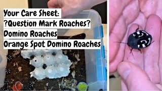 Orange Domino Cockroaches Question Mark Roaches #questionmarkroaches #dominoroaches