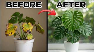 Stop Killing Your Monstera! Do This Instead