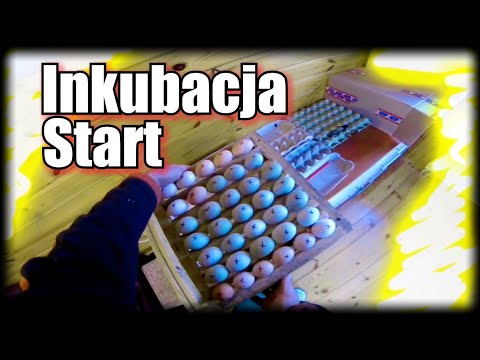 Startuję z inkubacją