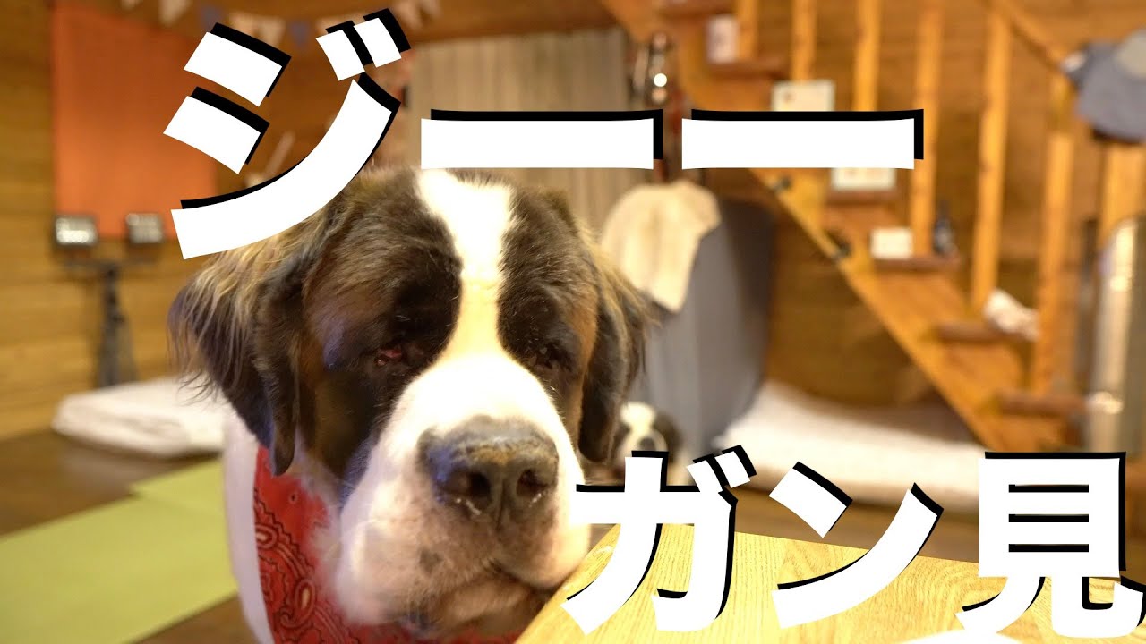 クレクレ犬 セントバーナードアポロ Youtube クレクレ犬 セントバーナードアポロ Youtube