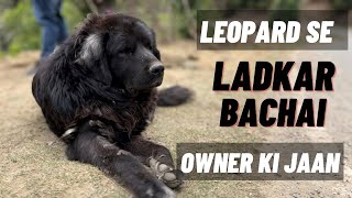 इस Bhotiya/Himalayan Mastiff/Gaddi dog ने 4 baar Leopard se fight krke apne owner ko bachaya h
