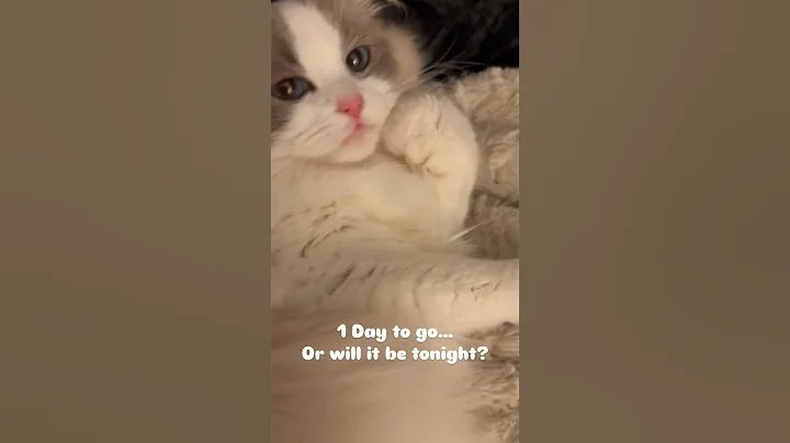 Video 5448791: cutecat meow, cat meow cute, cat kitten, cat pregnant cute, little meow