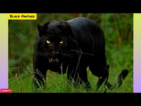 Siyah Panter - Black Panther | Renginin Sırrı ? Melanistik Postlu (Pars, Jaguar, Puma) #karapanter