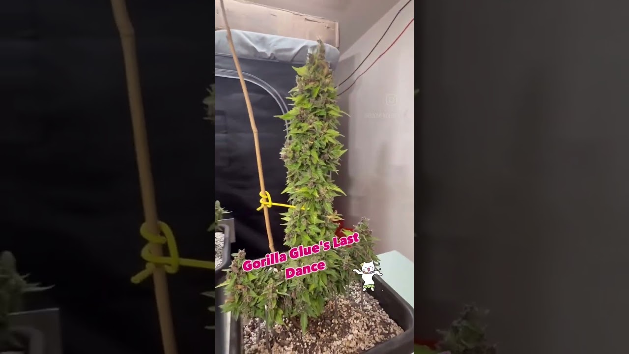 The Last Dance for the Gorilla Glue