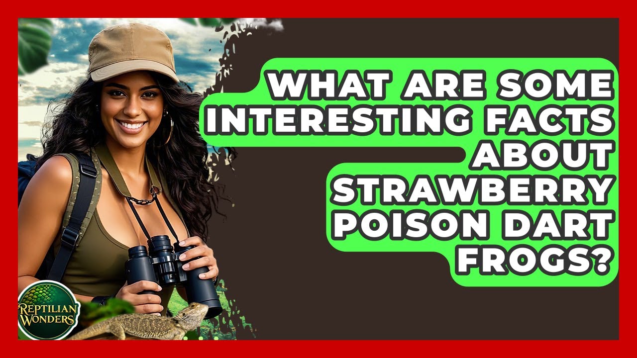 What Are Some Interesting Facts About Strawberry Poison Dart Frogs? - Reptilian Wonders