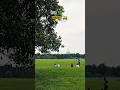 Maidan chaloge??🌿| #viral #shorts #explore #fyp #maidan #kolkatamaidan #youtube