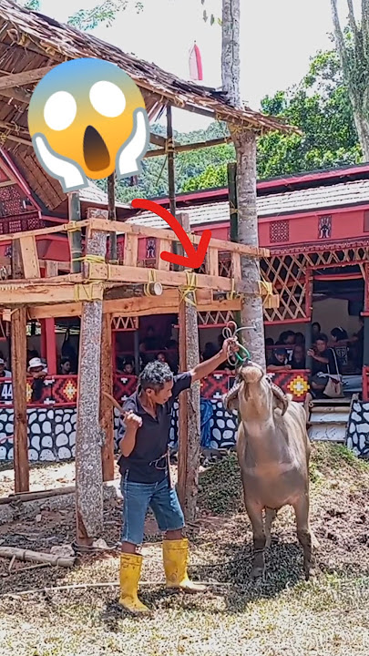 Cara Potong Hewan Kurban Adat Toraja|Ma'Tinggoro Tedong #kerbau #hewanqurban #shortvideo