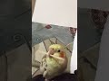 #Cockatiel