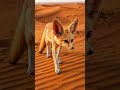 The Secret Power of Fennec Fox Ears #Shorts