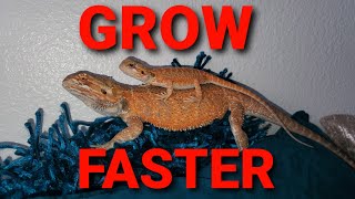 What makes Bearded Dragons Grow Fast