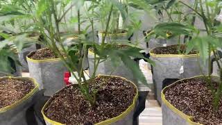LCG Veg Day 3 Fresh Start