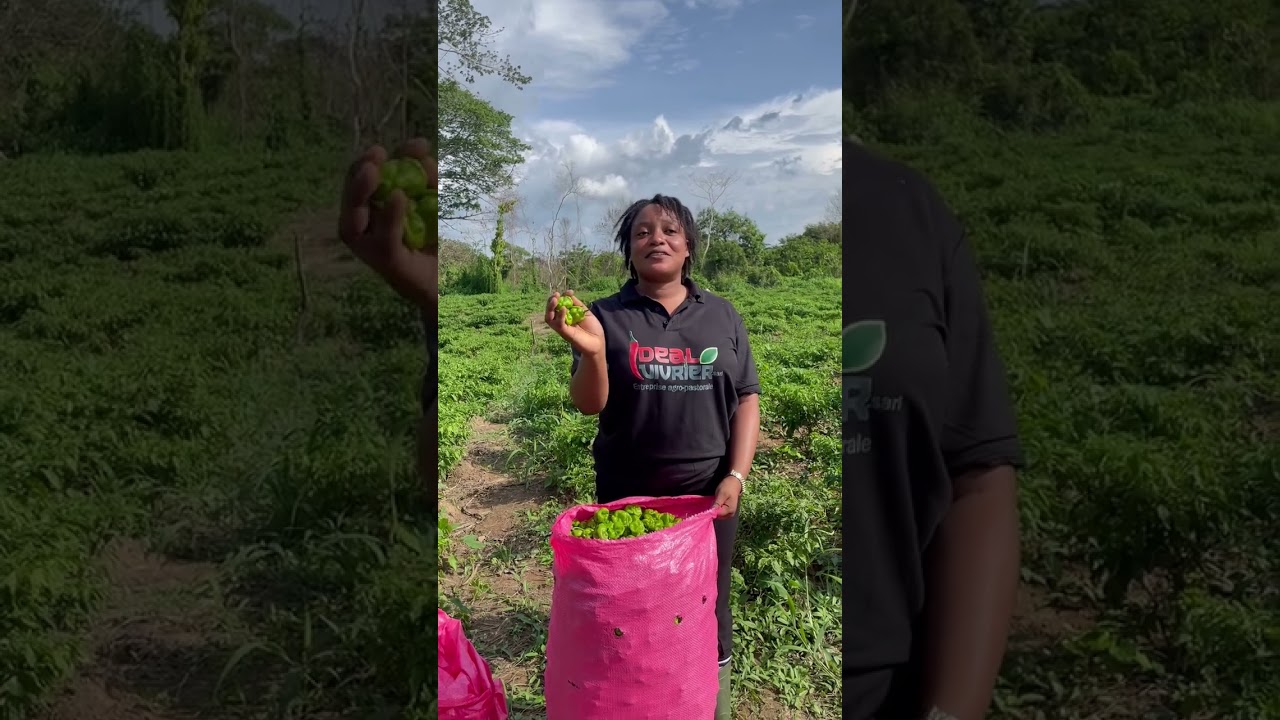 culture du piment: récolte 