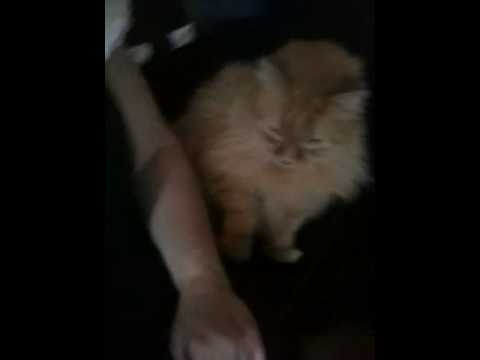 Janey godleyand the amazing pussy