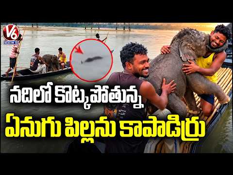 Fishermen Rescued Elephant Calf Swept Away in Teesta River | V6 News - V6NEWSTELUGU