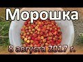 Морошка | Собрал ведро морошки | Поездка в лес за болотной ягодой