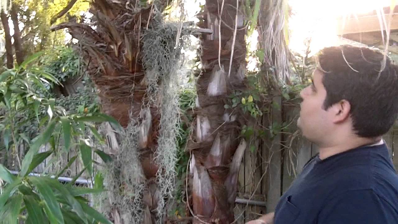 The Saw Palmetto A One Stop Shop YouTube the-saw-palmetto-a-one-stop-shop-youtube