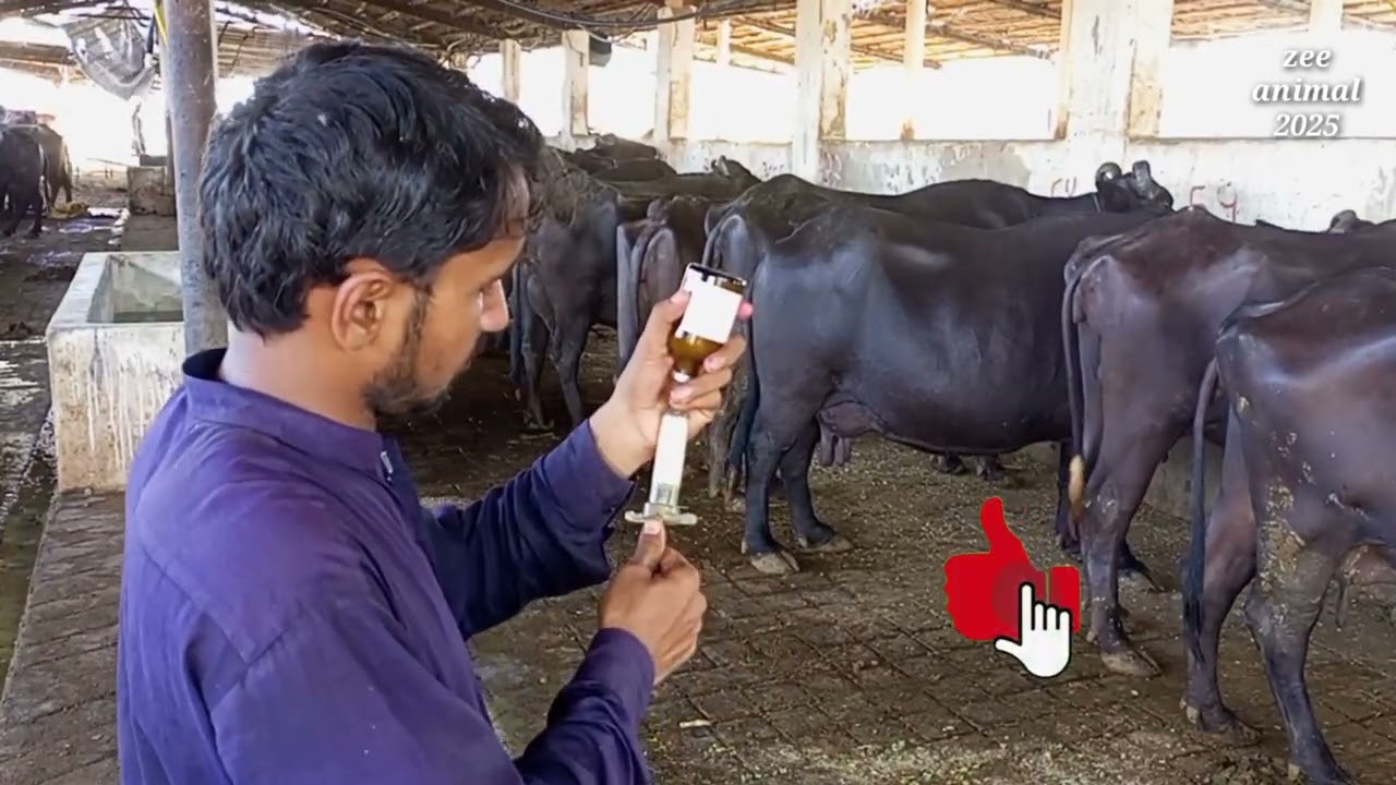 Buffalo milk old mistakes treatment in dairy farm