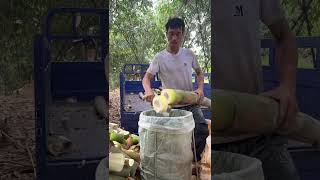Fresh Bamboo Shoot Prep Bliss—Smooth Tender Feeling