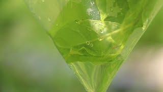 How To Get Water From A Tree Branch Wealth