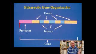 mRNA Processing for High School Biology